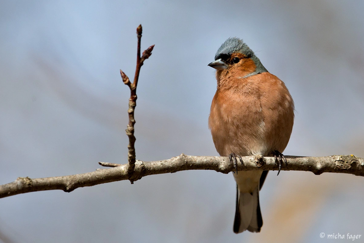 Koiraspeippo oksalla. Kuva: Micha Fager