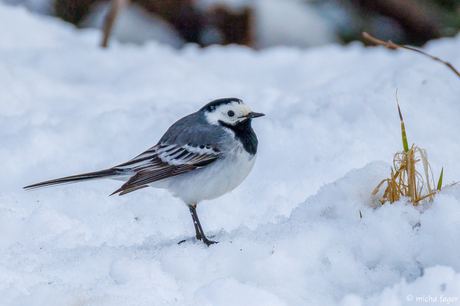 Västäräkki hangella. Kuva: Micha Fager