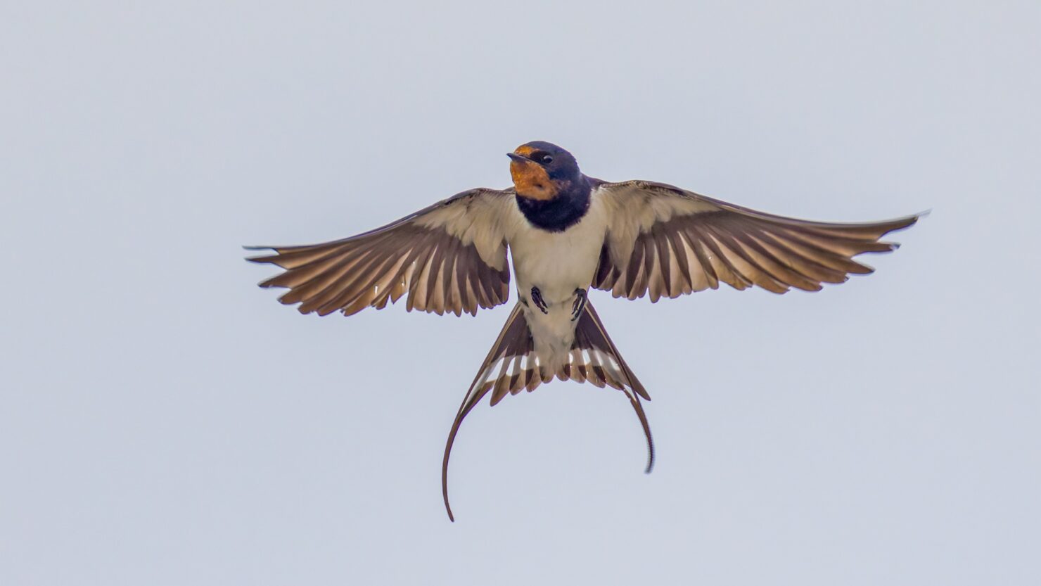 Haarapääsky, ladusvala. Kuvaaja: Micha Fager