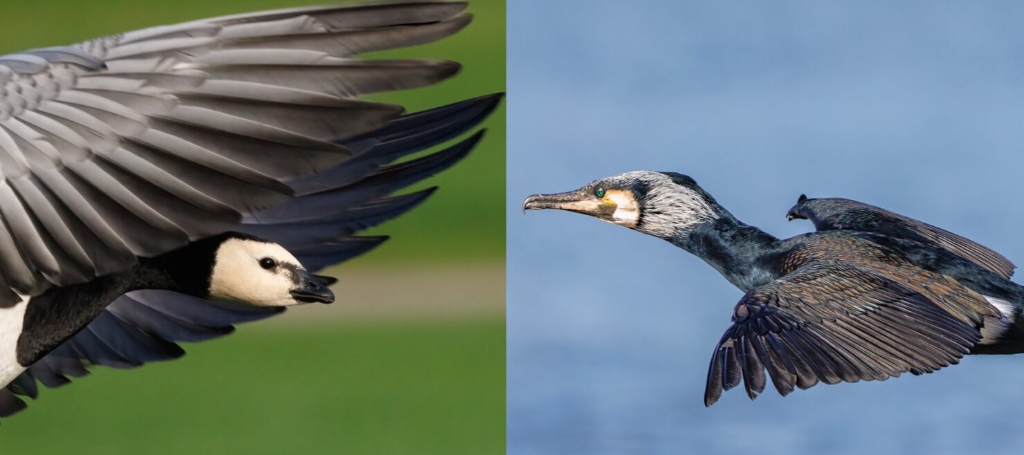 Lähikuvat lentävästä valkoposkihanhesta ja lentävästä merimetsosta. Kuvat: Micha Fager