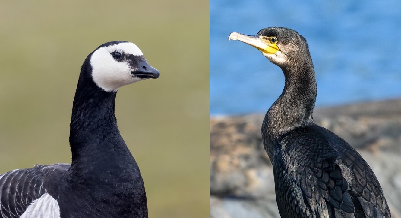 Lähikuva valkoposkihanhesta ja lähikuva merimetsosta. Kuvat: Micha Fager