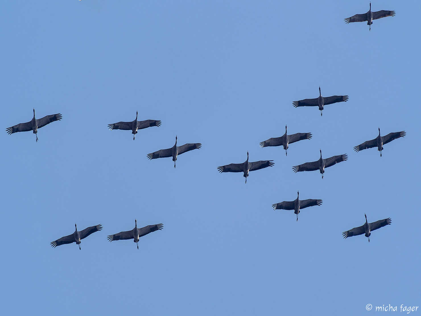 Kurkia kaartelemassa taivaalla. Kuva: Micha Fager