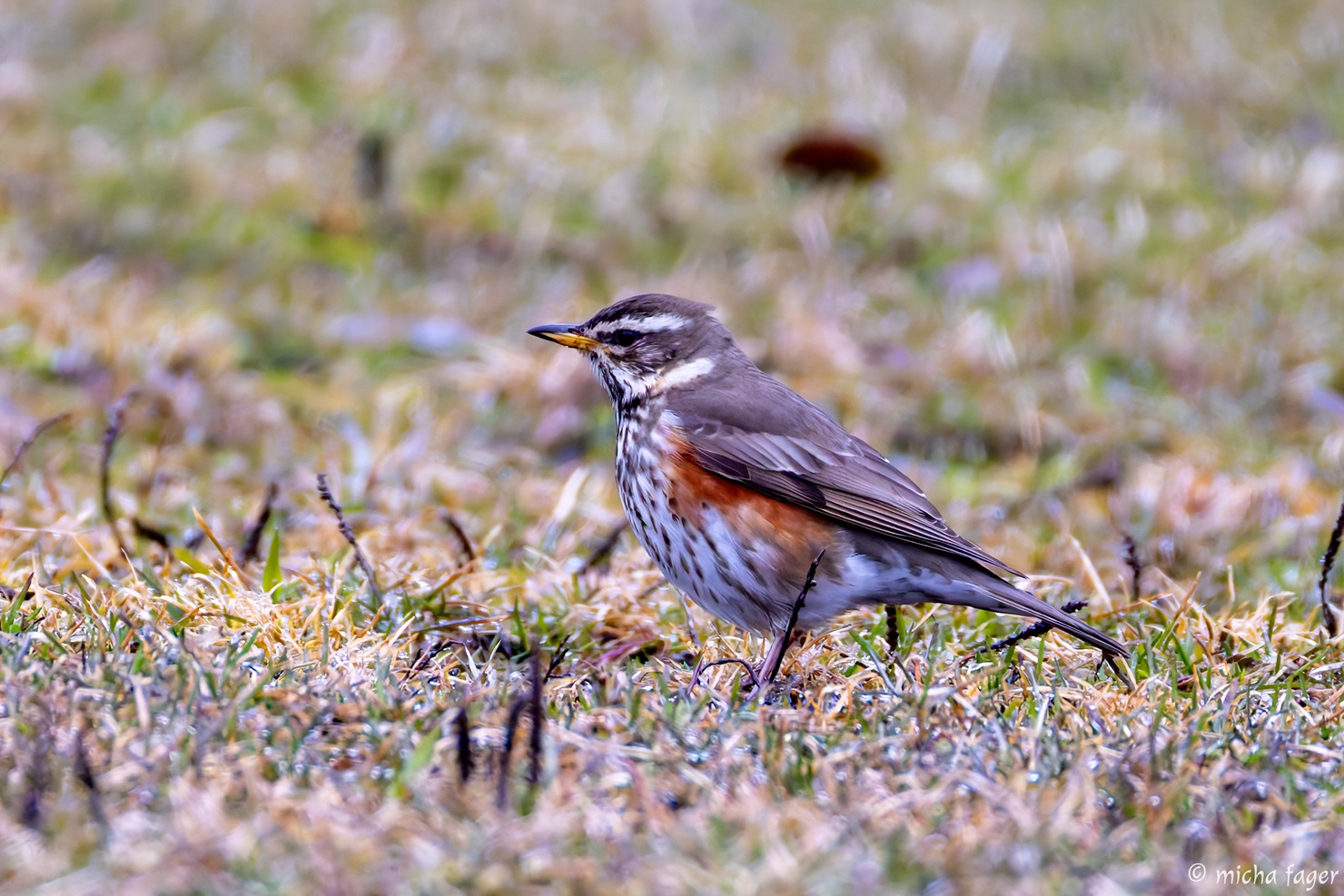 Keväinen punakylkirastas maassa. Kuva: Micha Fager