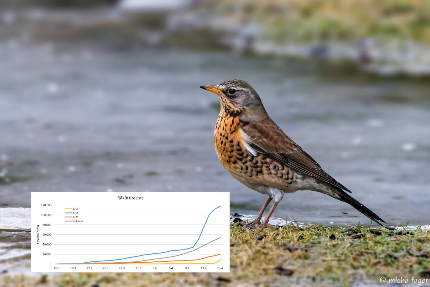 Räkättirastas. Kuva: Micha Fager.