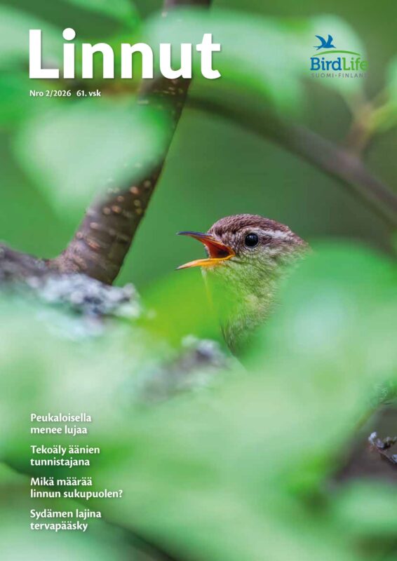 Linnut-lehti 2/2026. Kansikuvassa lehvästön suojissa laulava peukaloinen. Kuva: Markus Varesvuo / Lintukuva.fi