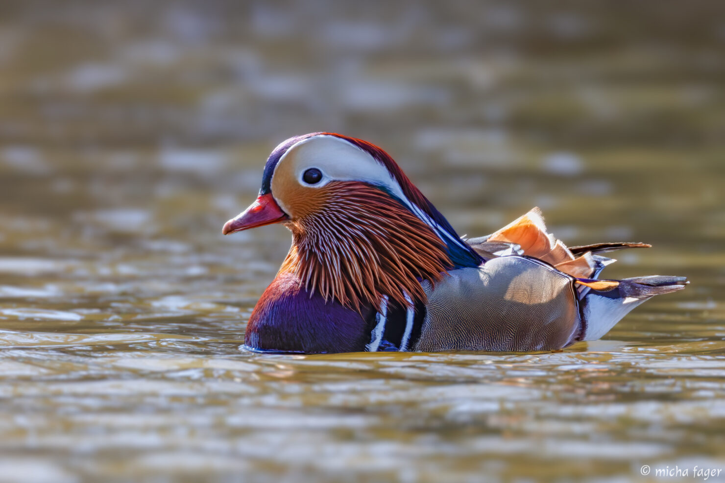 Mandariinisorsa / mandarinand. Kuva: Micha Fager