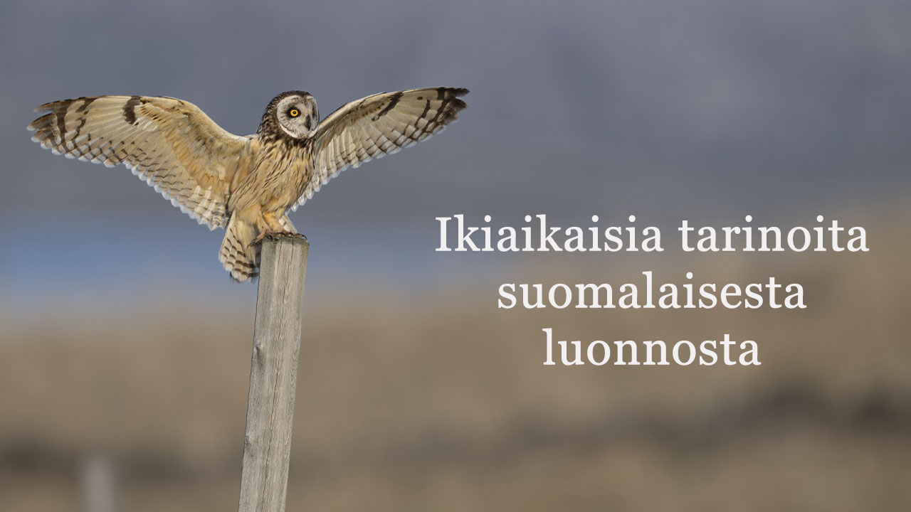 Suopöllö tolpan nokassa, "otsikkona Ikiaikaisia tarinoita Suomen luonnosta". Kuva: Kalle Larsson