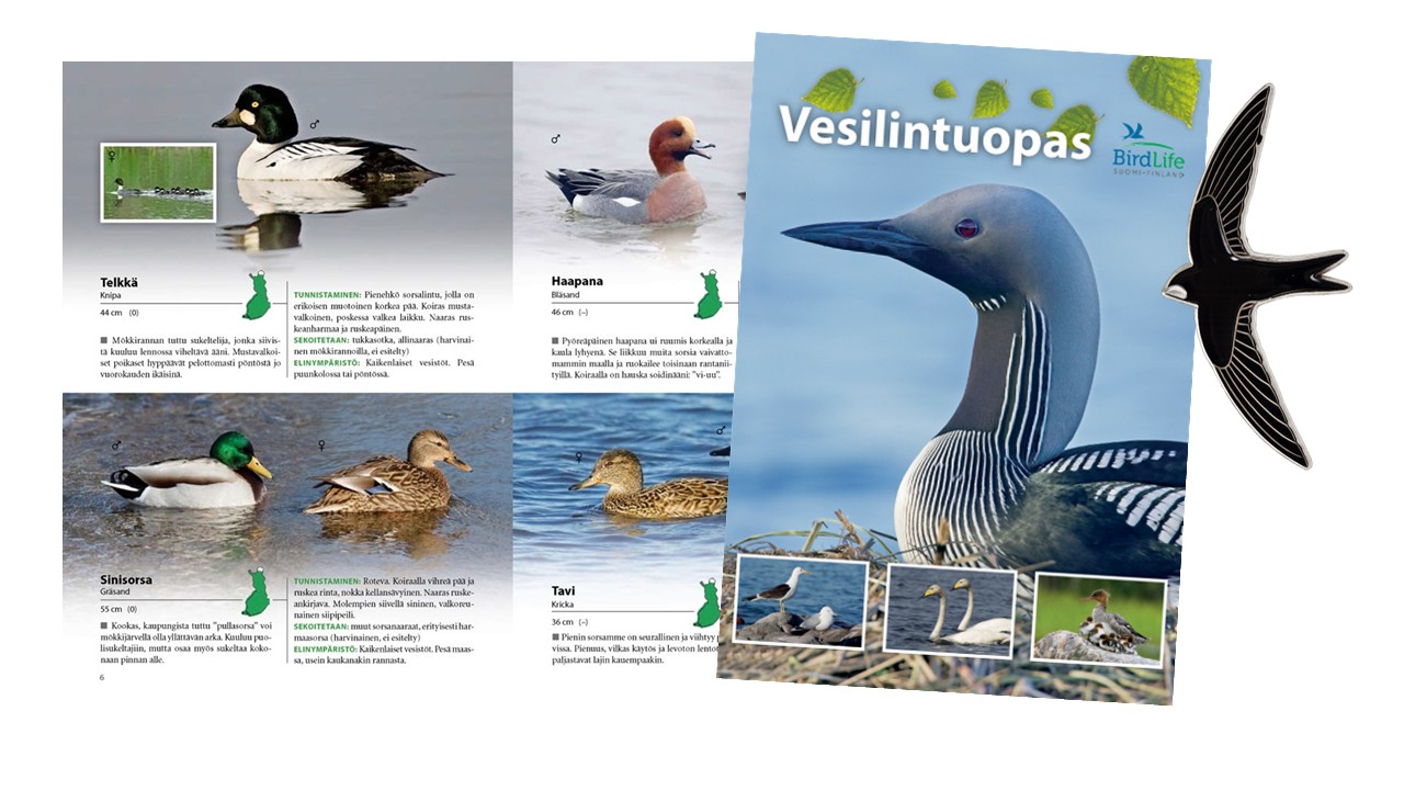 Tukijapaketti: vesilintuoppaan sisäsivuja ja kansi sekä tervapääskypinssi